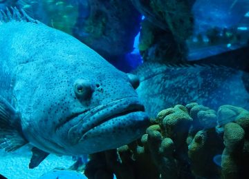 ייצור אקווריומים